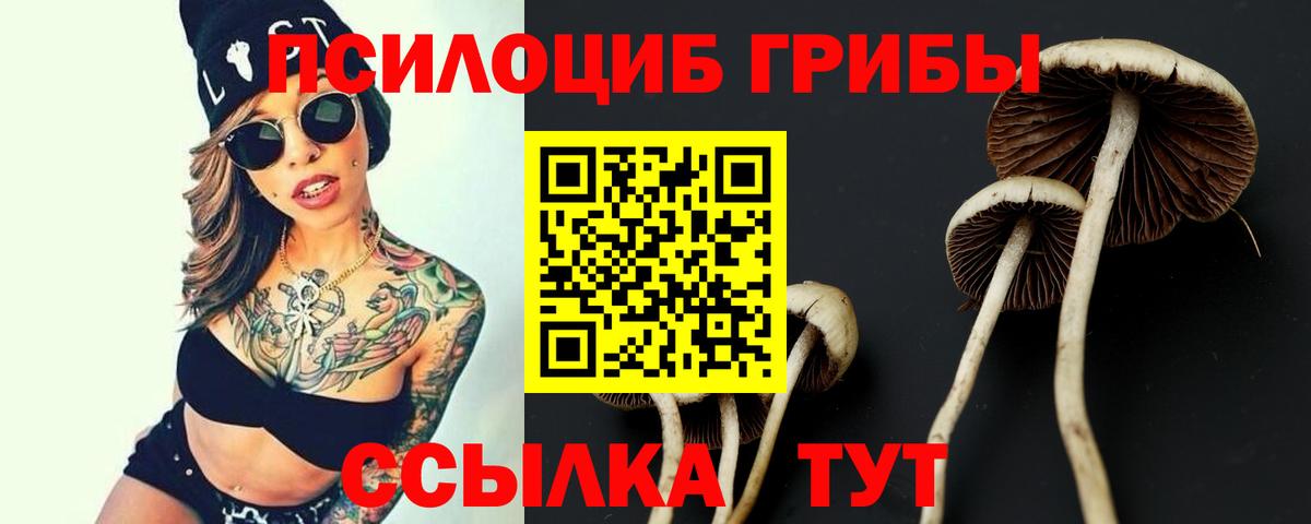 Псилоцибиновые грибы Psilocybe  Вход с VPN  Кондопога 