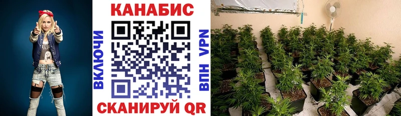 Конопля OG Kush  Кондопога 